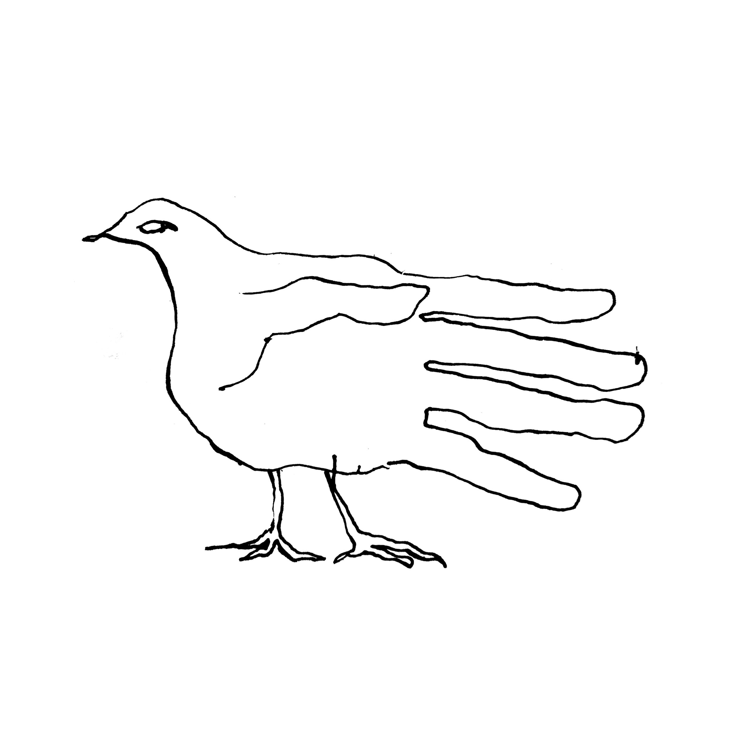 pigeon 1.jpg