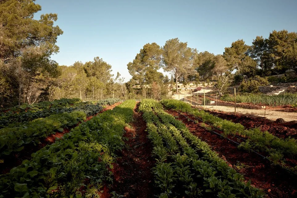 Vegetable garden with rows of leafy greens and other vegetables, surrounded by trees under a clear sky.