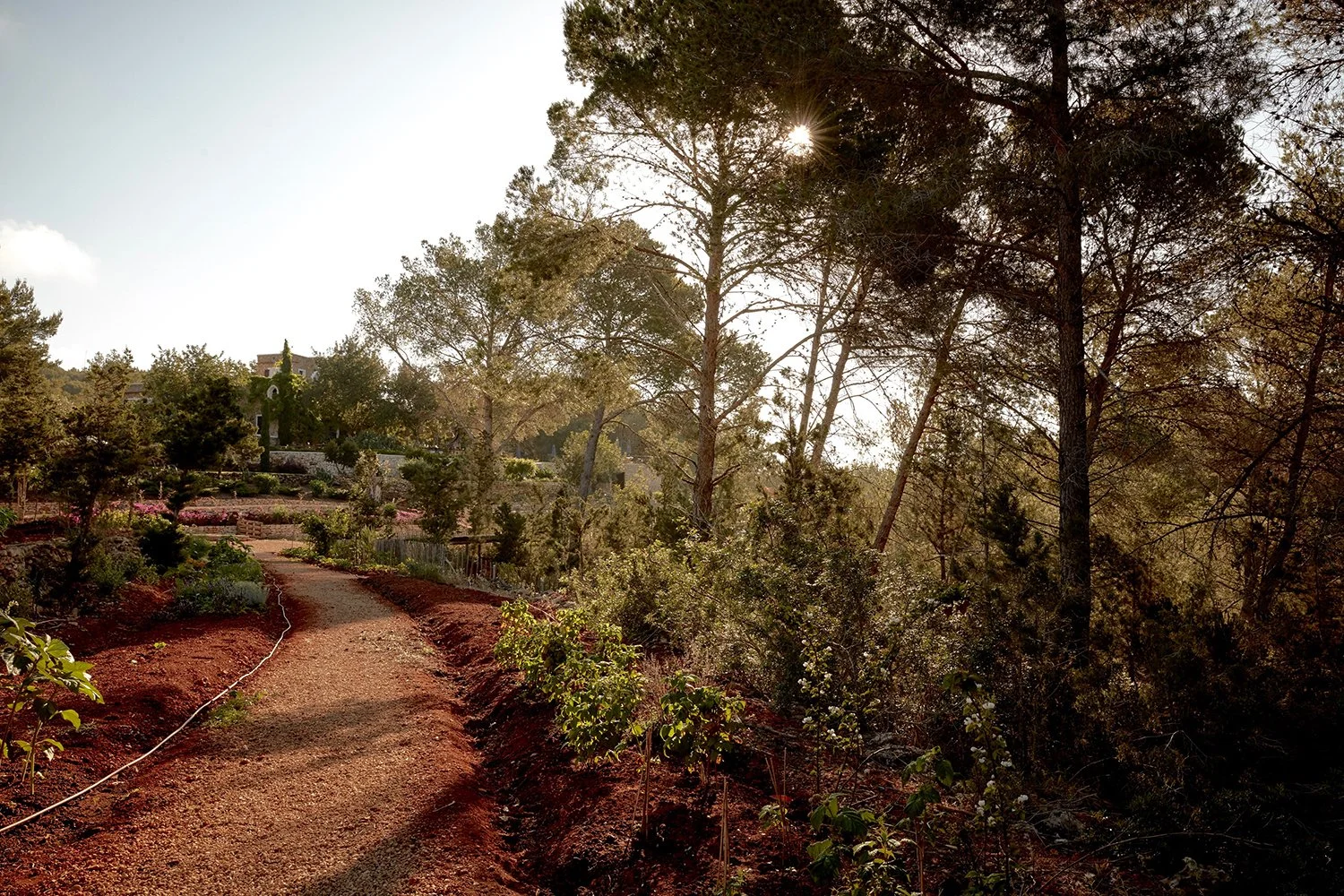 A dirt path winding through a forested area with tall trees, some with the sun shining through, during late afternoon or early evening.