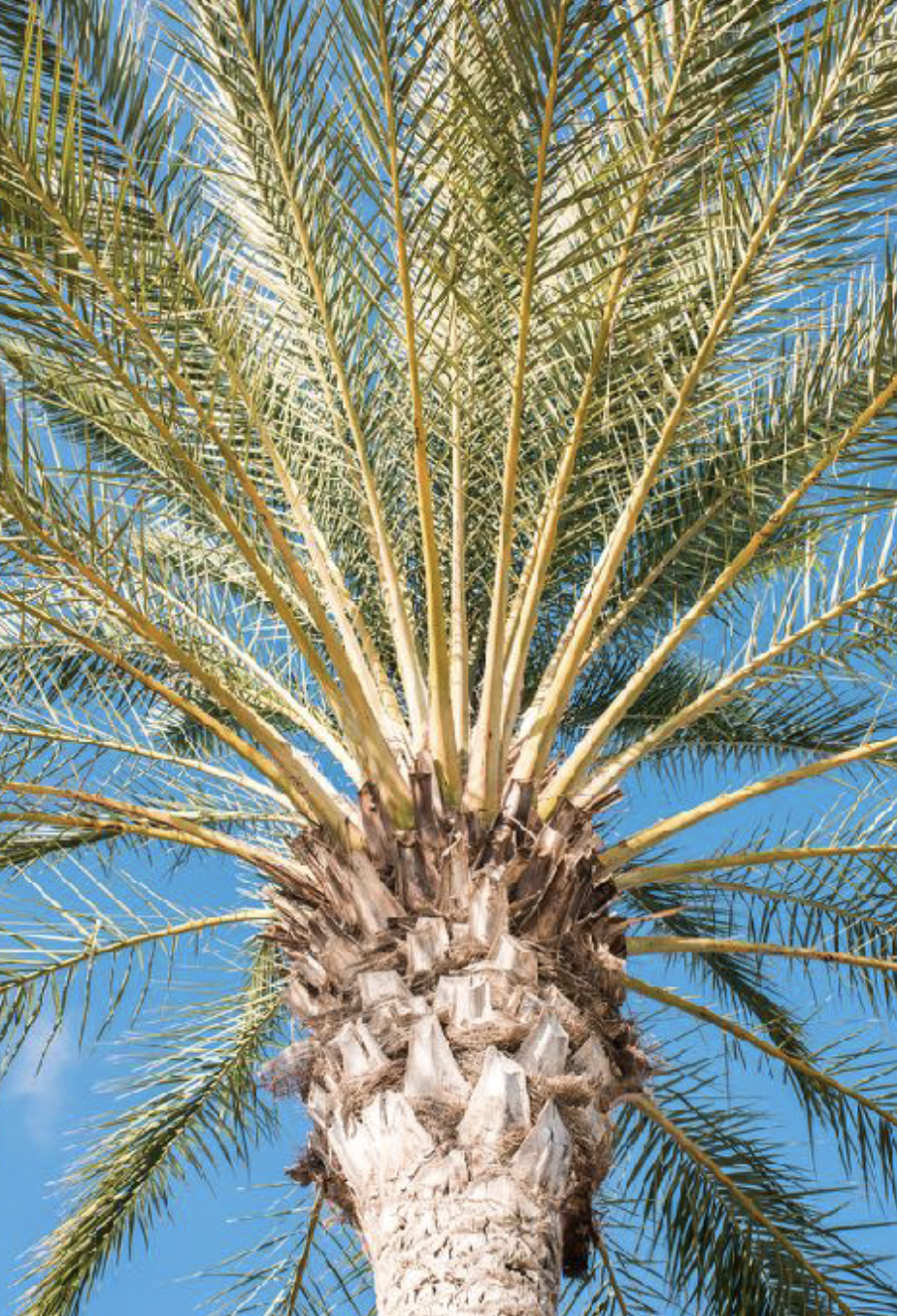 Close-up view of a palm tree with a textured trunk and long green fronds against a bright blue sky.