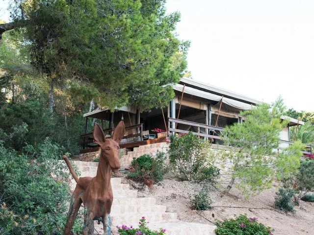A deer standing on a hillside near a house with a porch surrounded by trees and bushes.