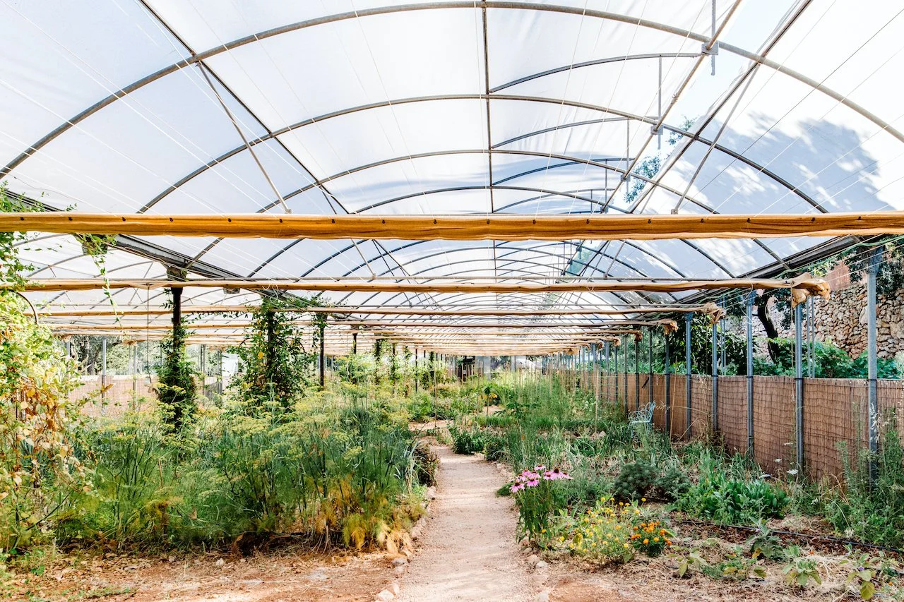 Inside a greenhouse with a wooden pathway, green plants, and flowers, covered by a curved transparent roof.