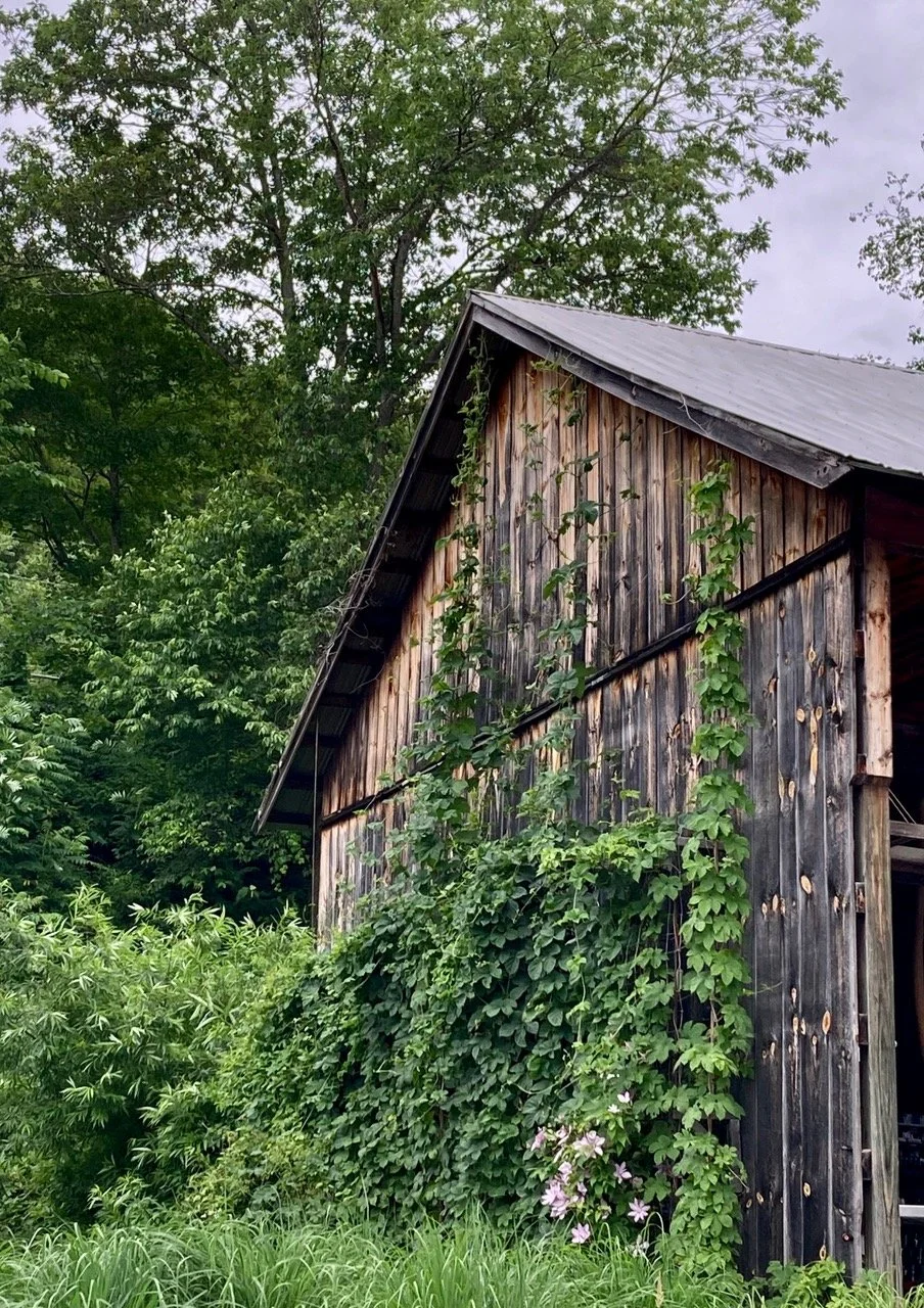 barn with ivy.jpeg