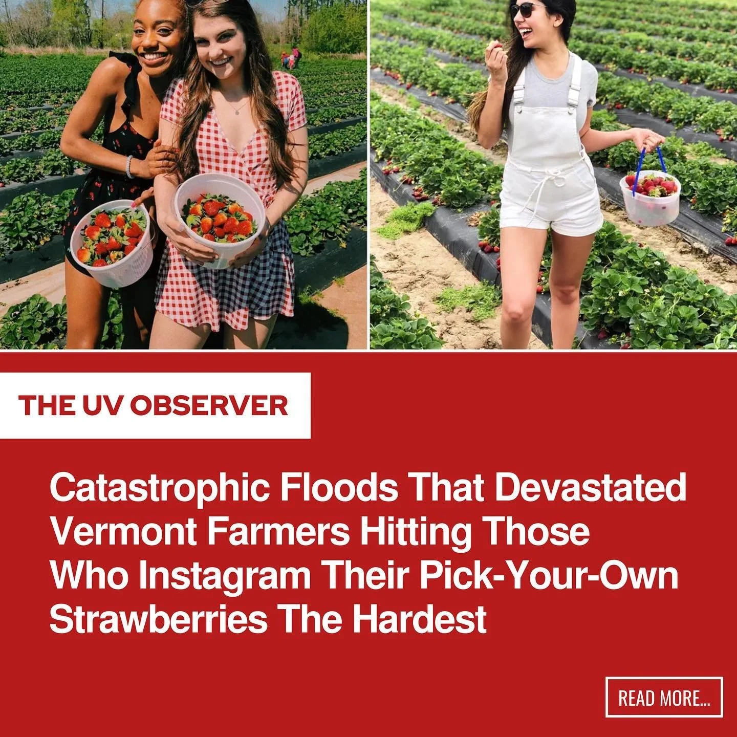 Catastrophic Floods That Devastated Vermont Farmers Hitting Those Who Instagram Their Pick-Your-Own Strawberries The Hardest