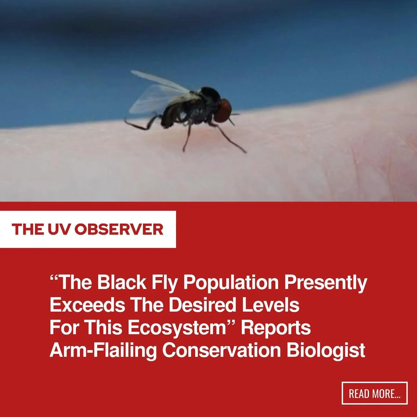 “The Black Fly Population Presently Exceeds The Desired Levels For This Ecosystem” Reports Arm-Flailing Conservation Biologist
