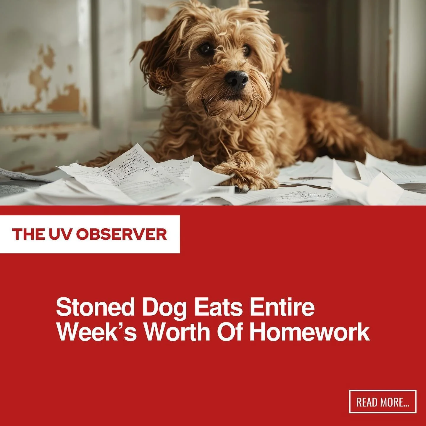 Stoned Dog Eats Entire Week’s Worth Of Homework