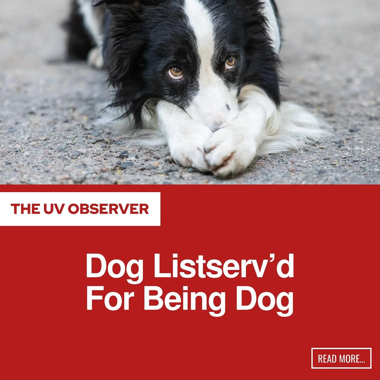 Dog Listserv’d For Being Dog