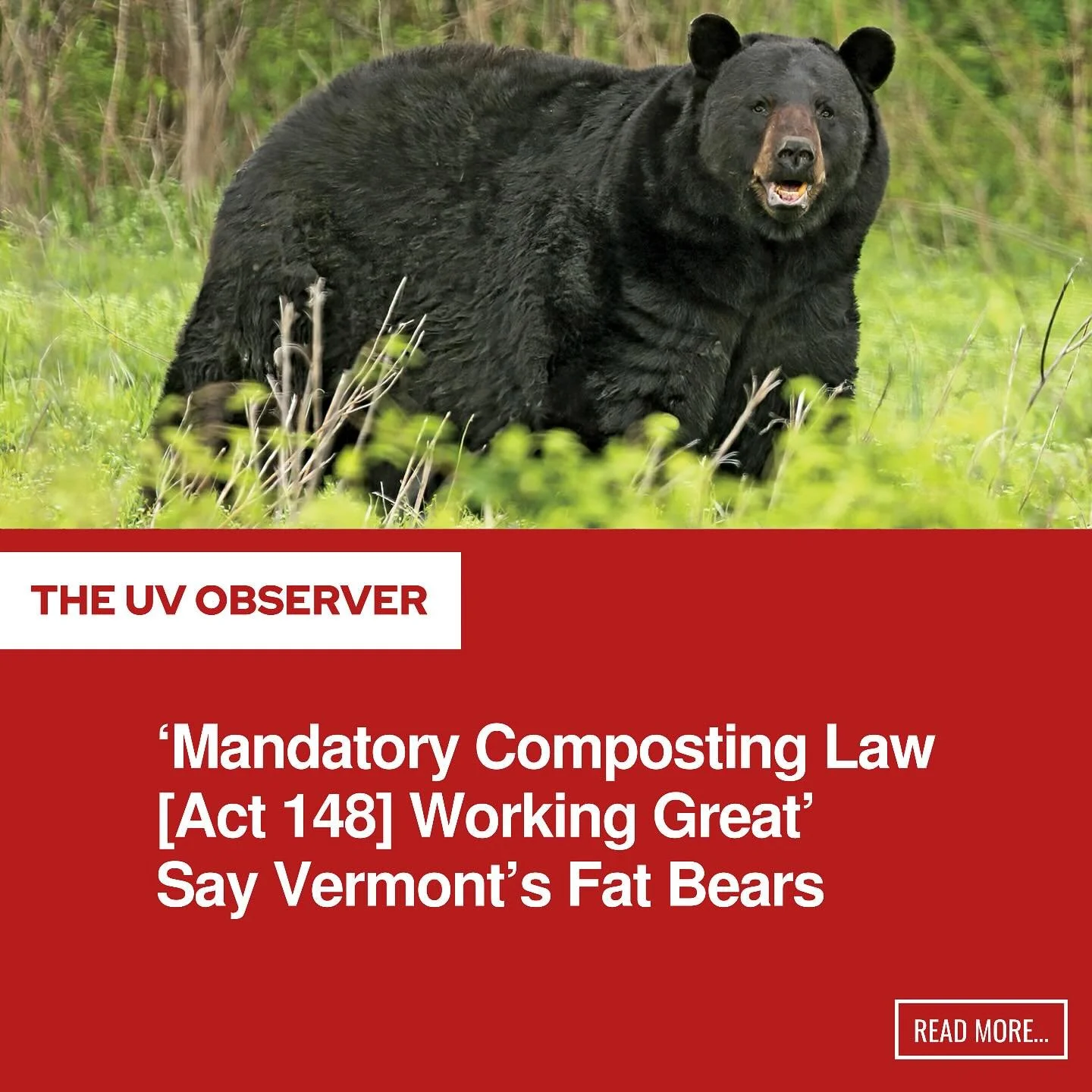‘Mandatory Composting Law [Act 148] Working Great’ Say Vermont's Fat Bears