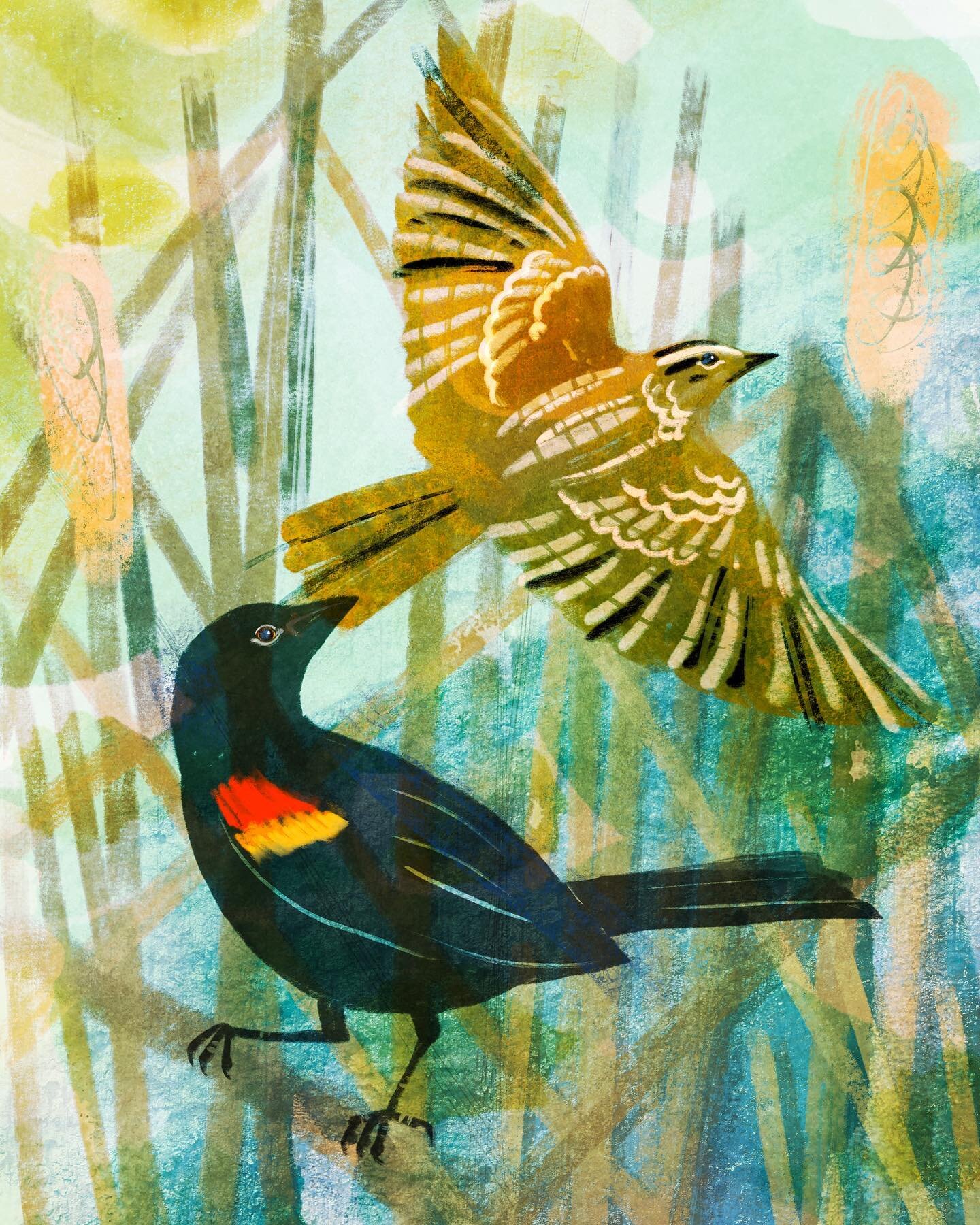 Happy spring! Seems like the red winged blackbirds are one of the earliest to return to the wetlands in the spring. The boys stand out with their bold color and distinctive call, but the girls are so pretty in all the shades of brown. 🤎&hearts;️🧡💛