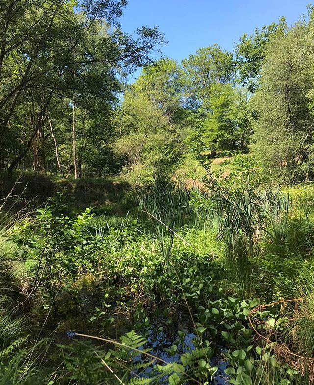 🦋 NATURE TRAILS 🌳 🐝 
Pippingford Manor Park is a Site of Specific Scientific Interest (SSSI), which means it&rsquo;s home to many rare species of flora and fauna. 
Take a gentle stroll through the woods along the stream - Butterflies and dragonfli