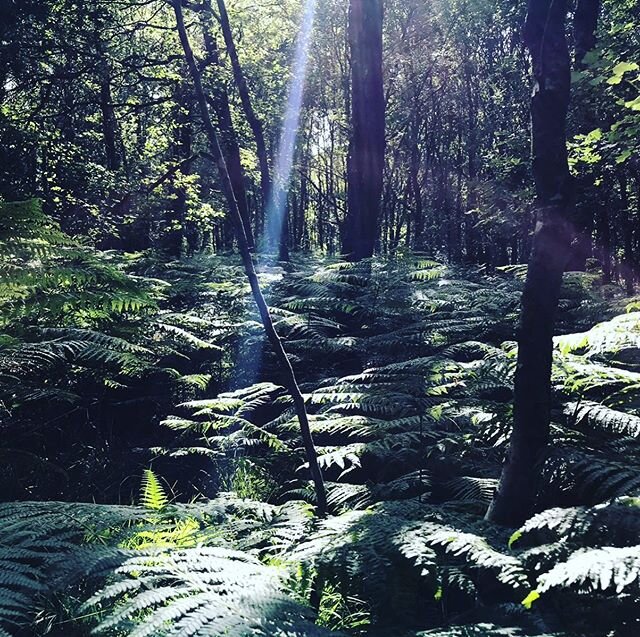 Escape reality and submerse yourself in the magical, enchanted Ashdown Forest. 
Book with us now. http://shorturl.at/MOS89

#nature #naturelovers #campsites #trails #forest #sussex #escapism #magic #lostintheforest