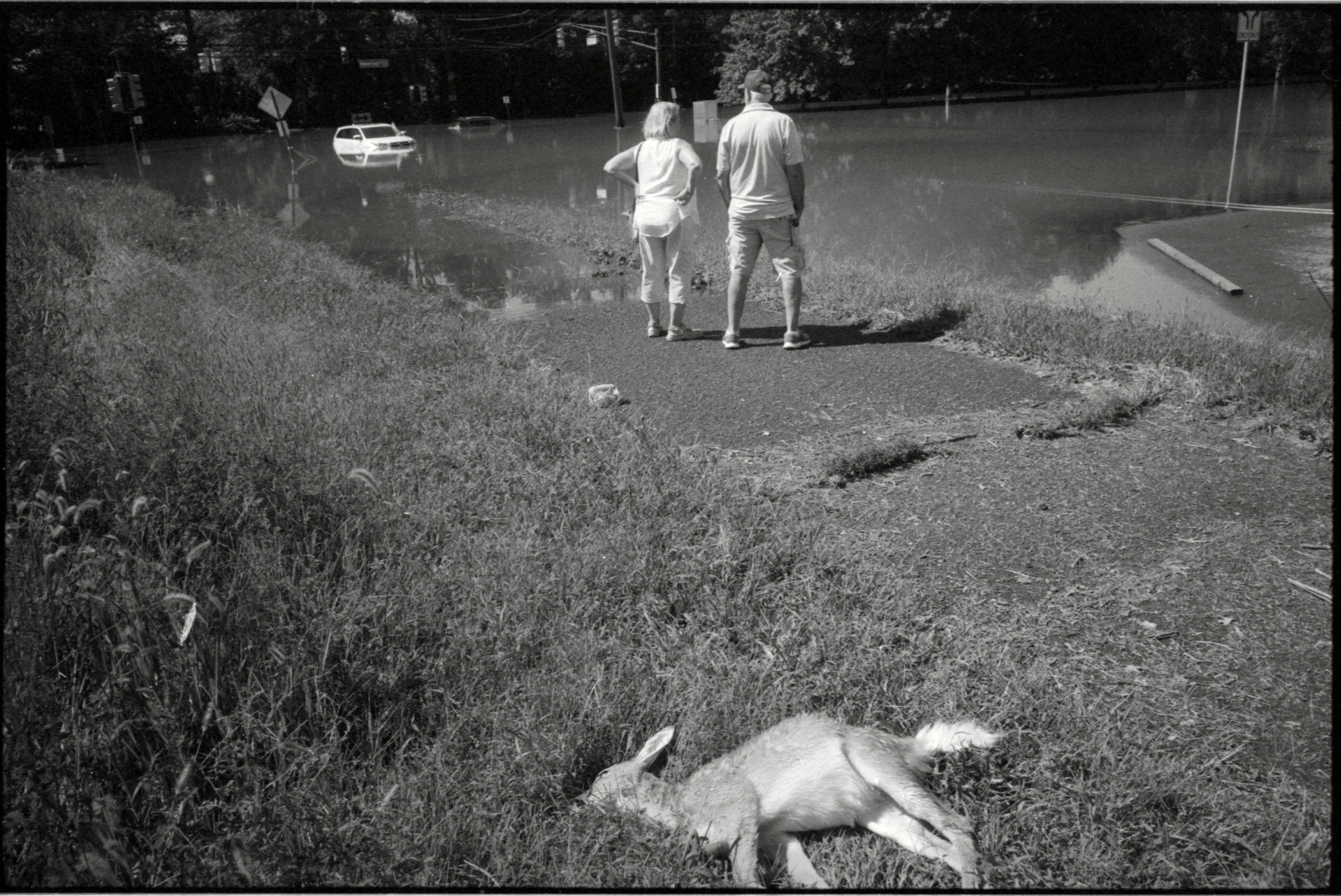 A black and white photo of a flooded street where a car is partially submerged in water, with two people walking on the sidewalk, and a dog lying on the grass in the foreground.