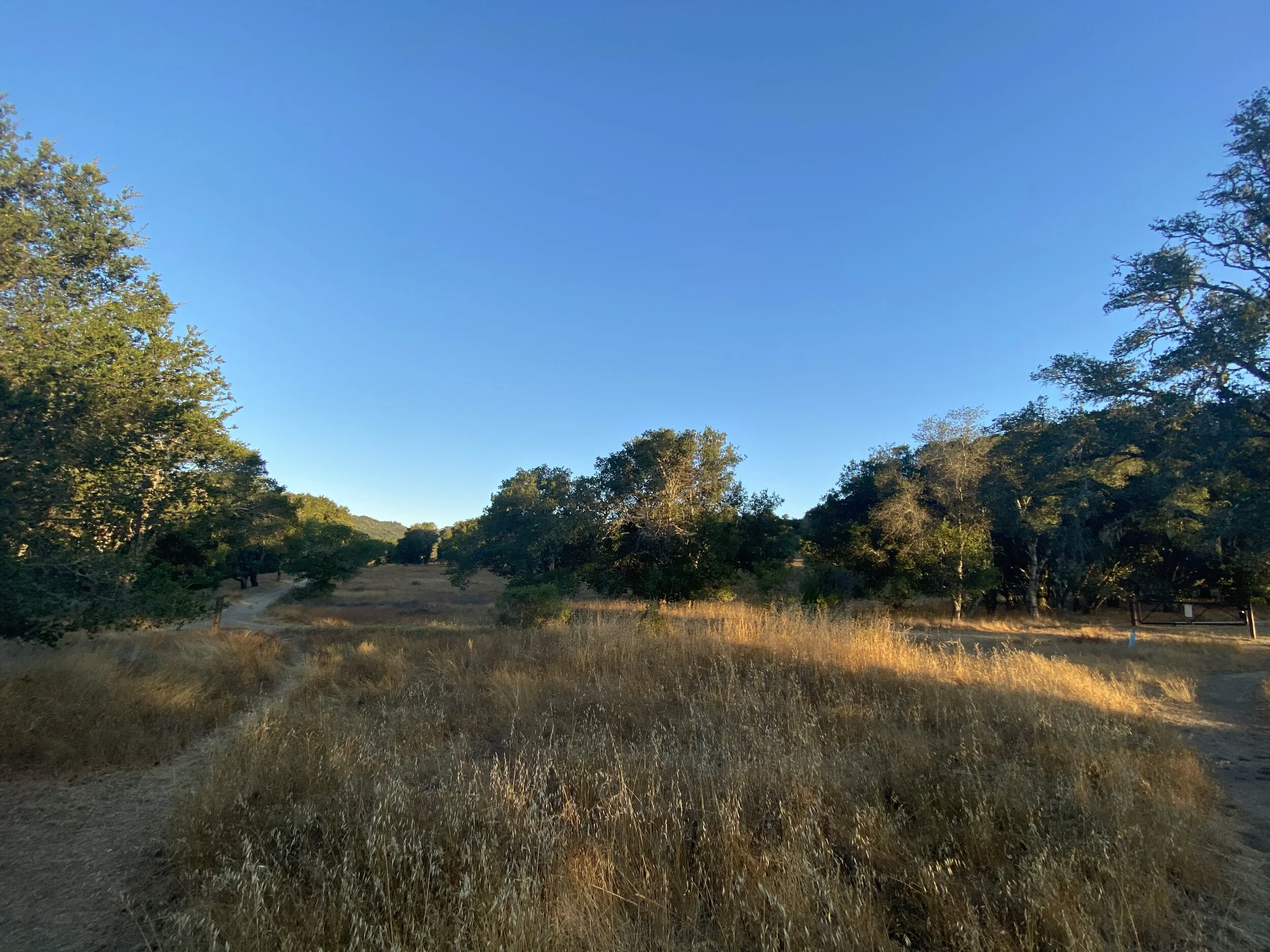 IMG_0810.jpeg