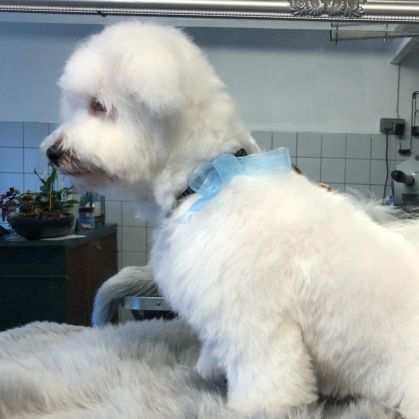 Coton de Tulear hvalp p&aring; 5 mdr klippet i hvalpeklip. Hvalpeklip er lige lang pels p&aring; krop og ben. Bamseklip er kort p&aring; kroppen og l&aelig;ngere p&aring; ben. #cotondetulear #cotondetulearsofinstagram #cotondetulearlove #cotondetulea