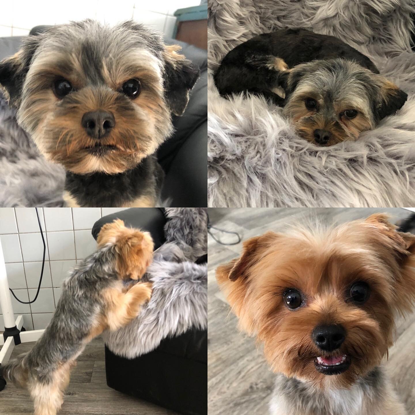 York shire love 💕🐶✂️#yorkshireterrier #yorkie #yorkshire_terrier #yorkshireterriersofinstagram #yorkshireterrierlover #haircut #yorkshireterrierface #yorkshireterrierklip #yorkshiregrooming #salonash