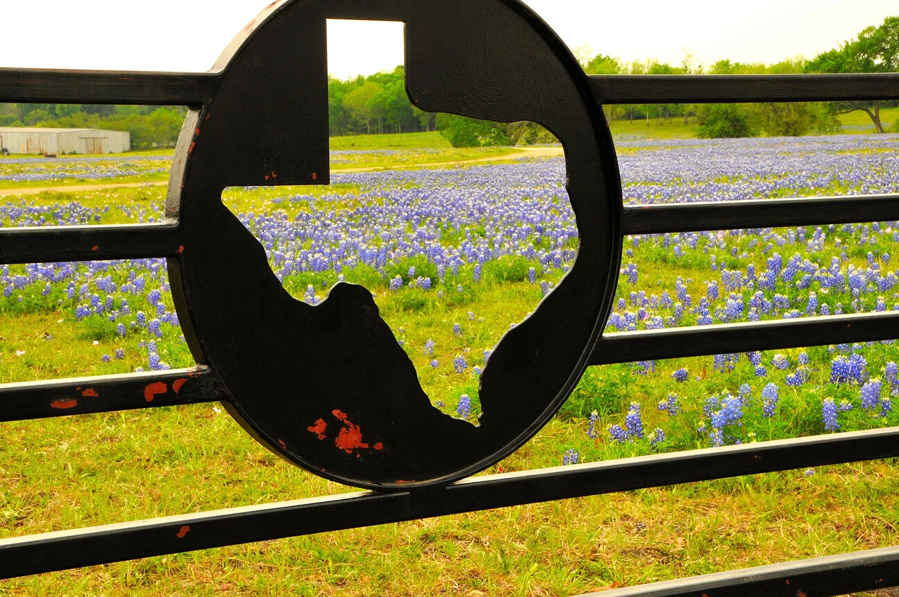 Texas Springtime Rustic Bluebonnets.JPG