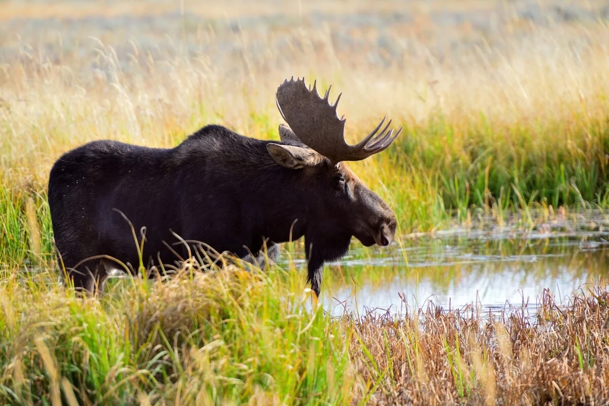 Nature Animals Moose.JPG