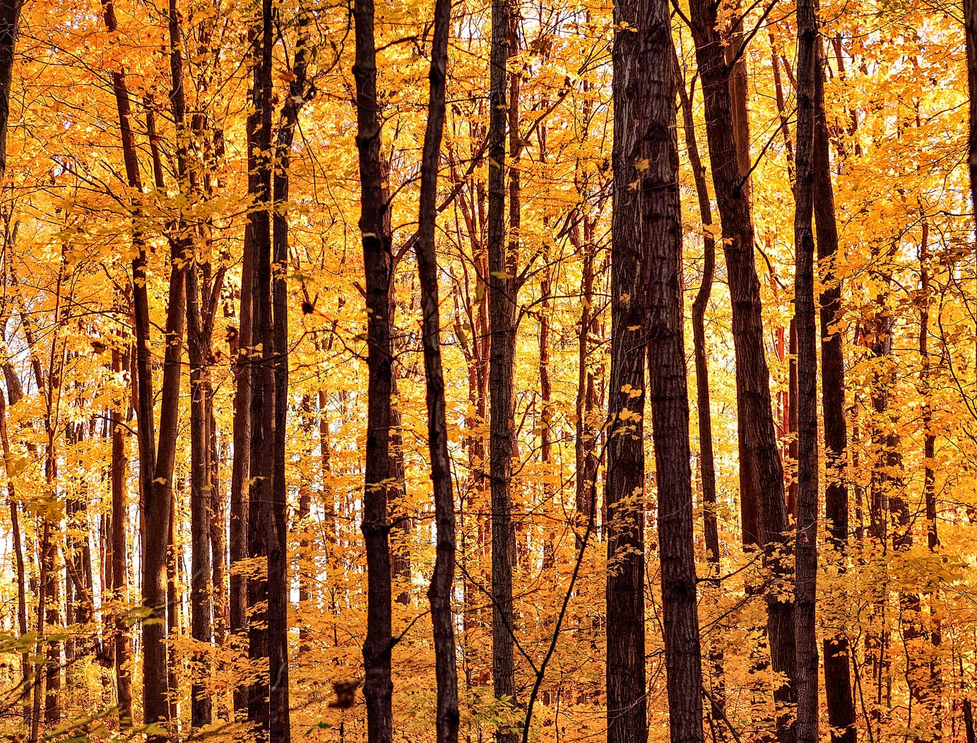 Nature Fall Trees.jpg