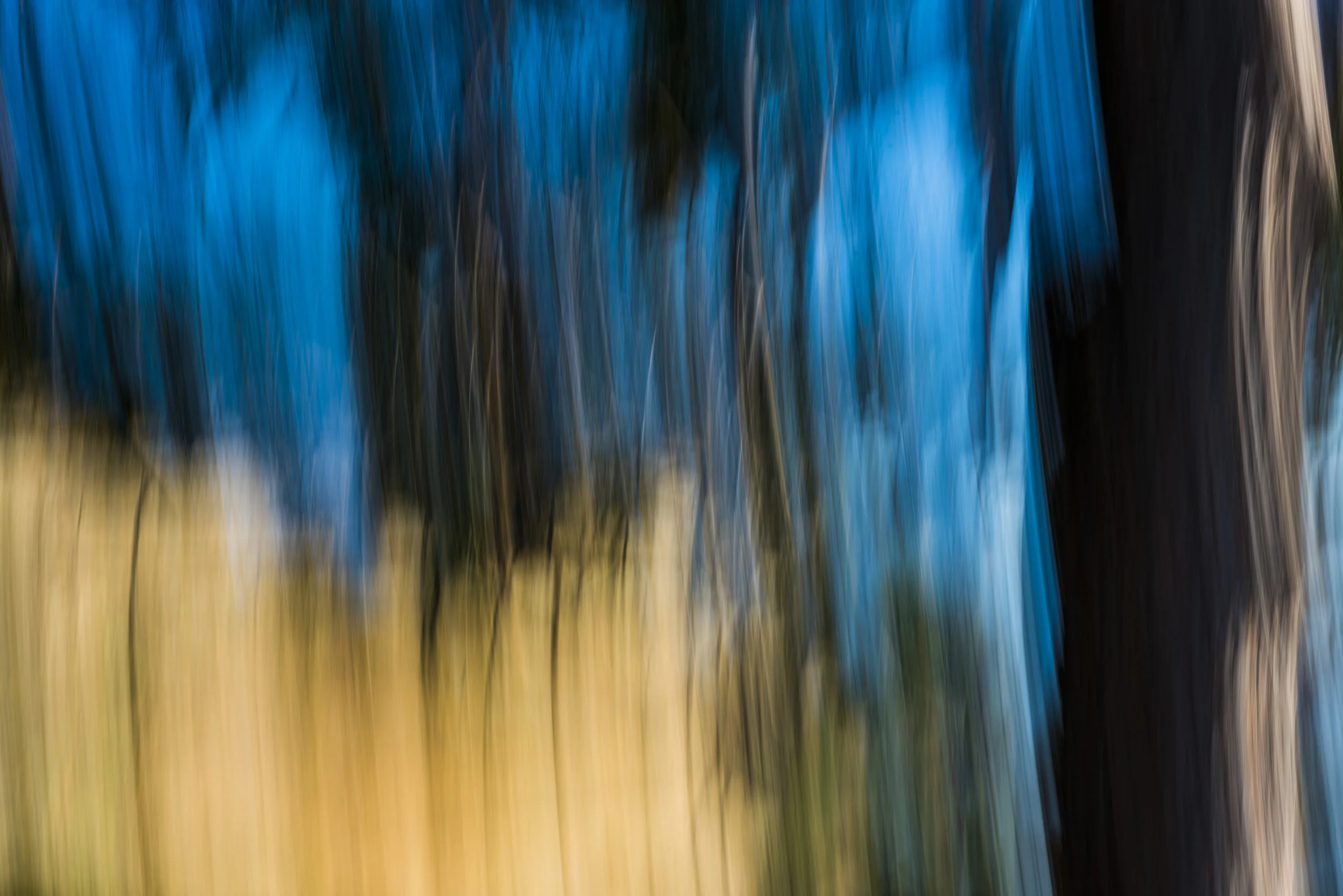 Art Abstract Ancient Trees.JPG