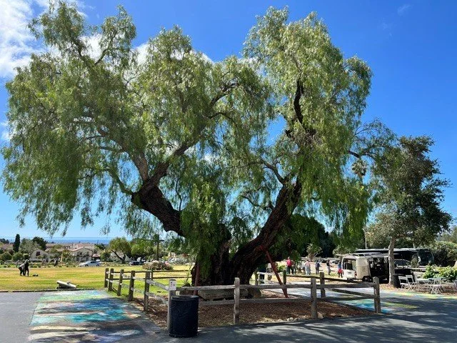 A New Gathering Place: Families Under the Pepper Tree