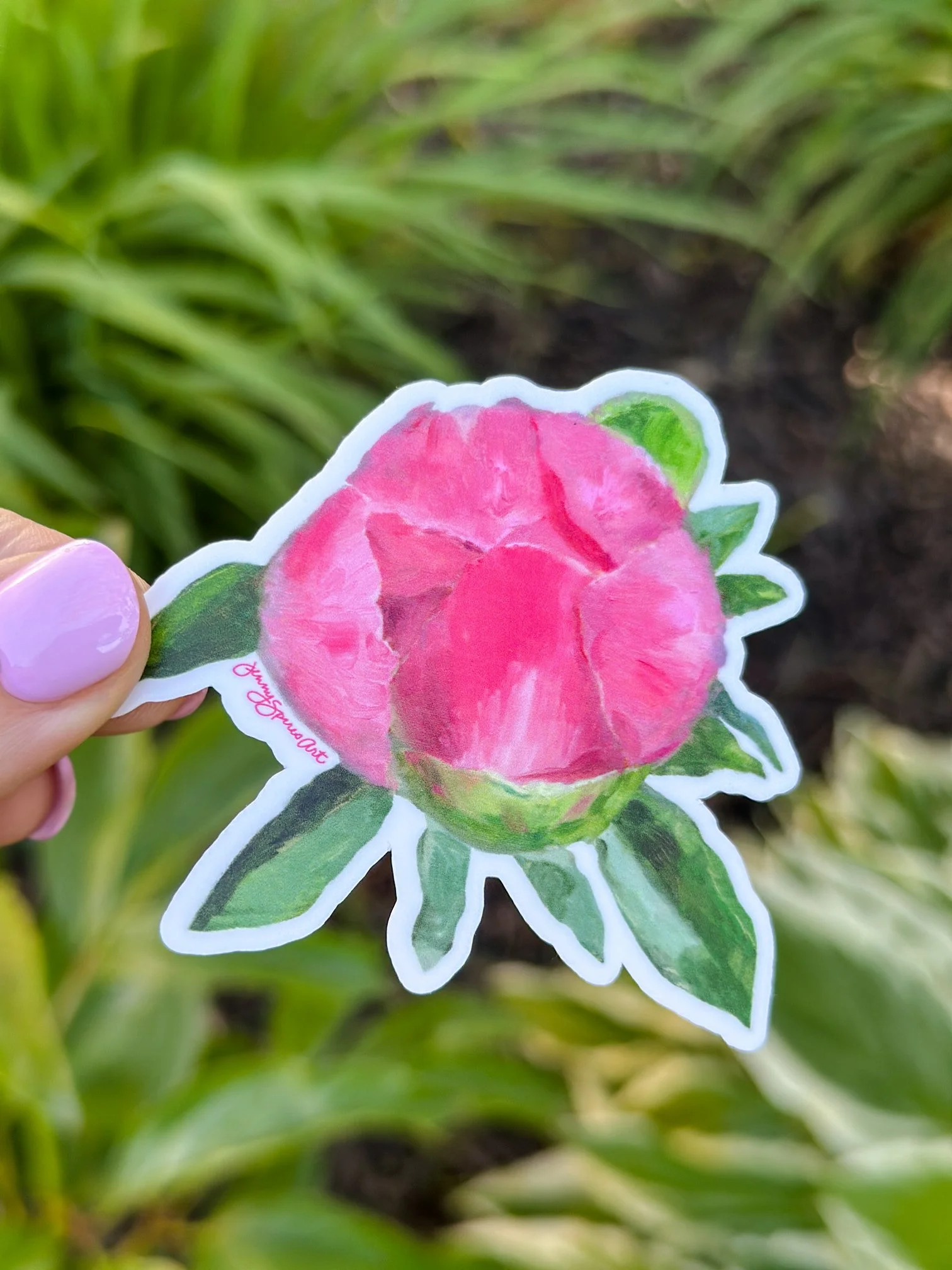 ApollosNymphPeony_01_2026.jpg