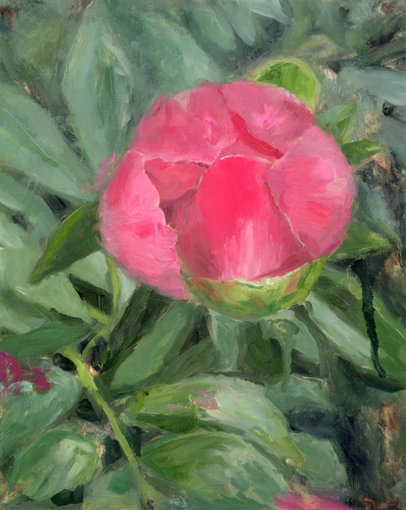 Apollo's Nymph Peony, 8x10", oil on panel, SOLD