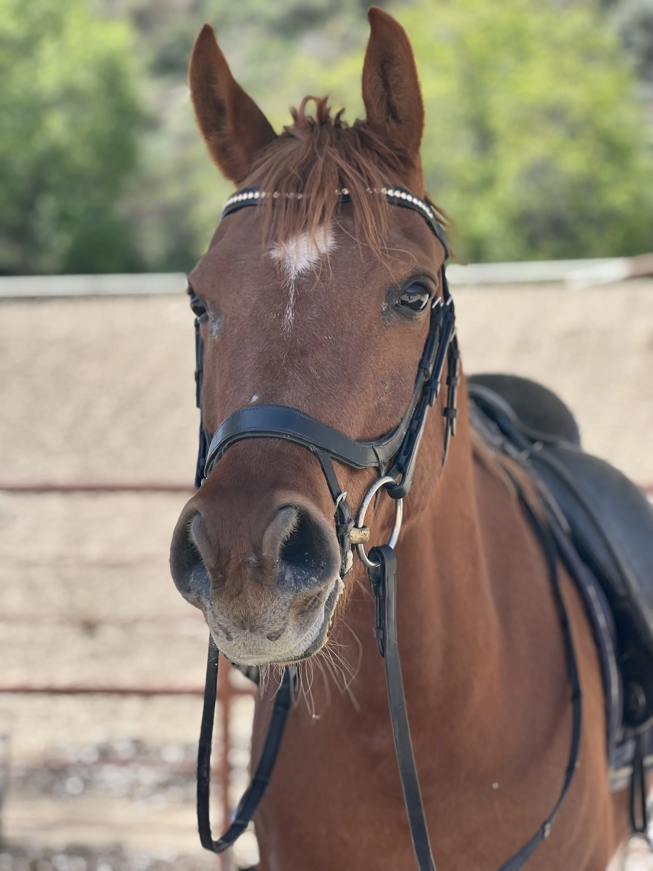 Royal Kadar NEW VIDEO!! 15.3hh 9yo Arabian G -