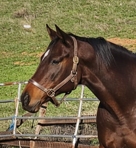 Olivia and Cher Companion Mares 19yo and 21yo $800 Each