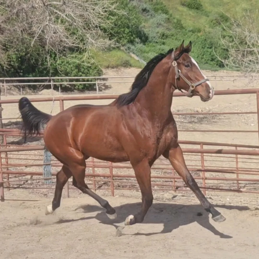 Moccassin Prince: 3yo 17h Bay Gelding