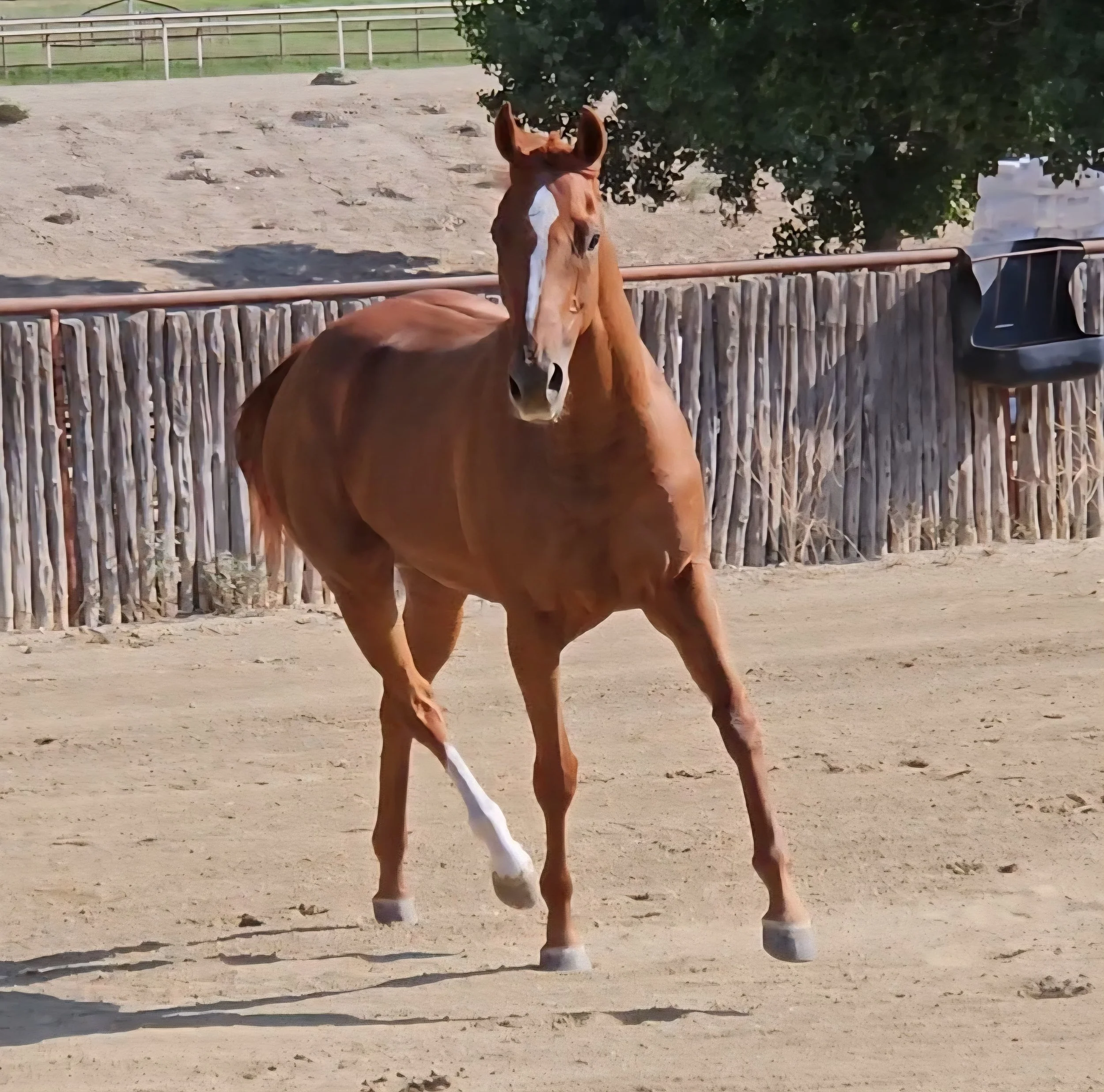Starship Sedona $3.5K 3yo 15.3 hh M