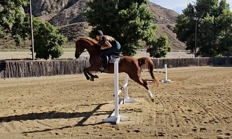 Royal Kadar 15.3hh 9yo Arabian Gelding