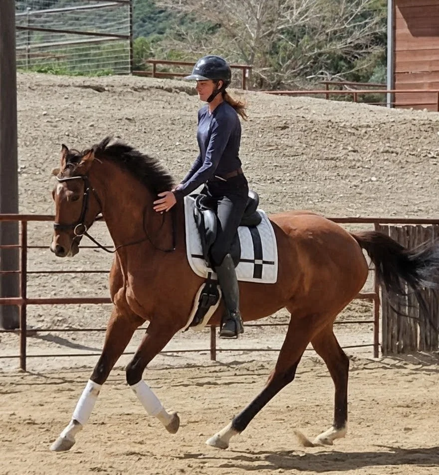 Gift of Time $5K 5yo 16.2hh M - New Video!