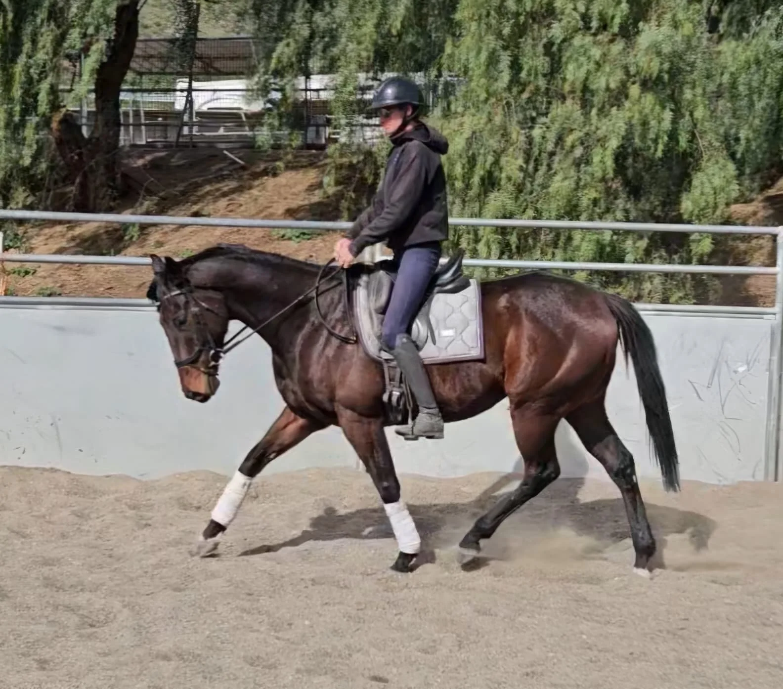 Begin Again 5yo 16.1 Bay Gelding