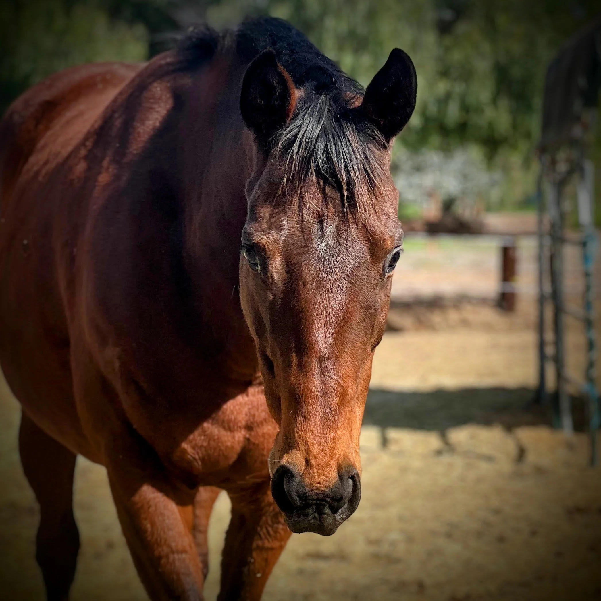 Funny Belle  $1.2K  17 yo 16.2 hh Mare