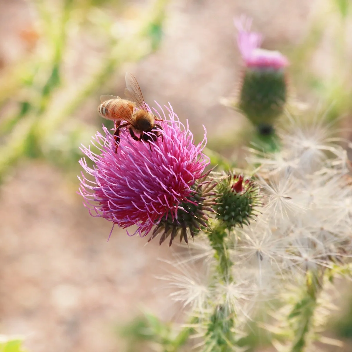 Thistle love.jpg