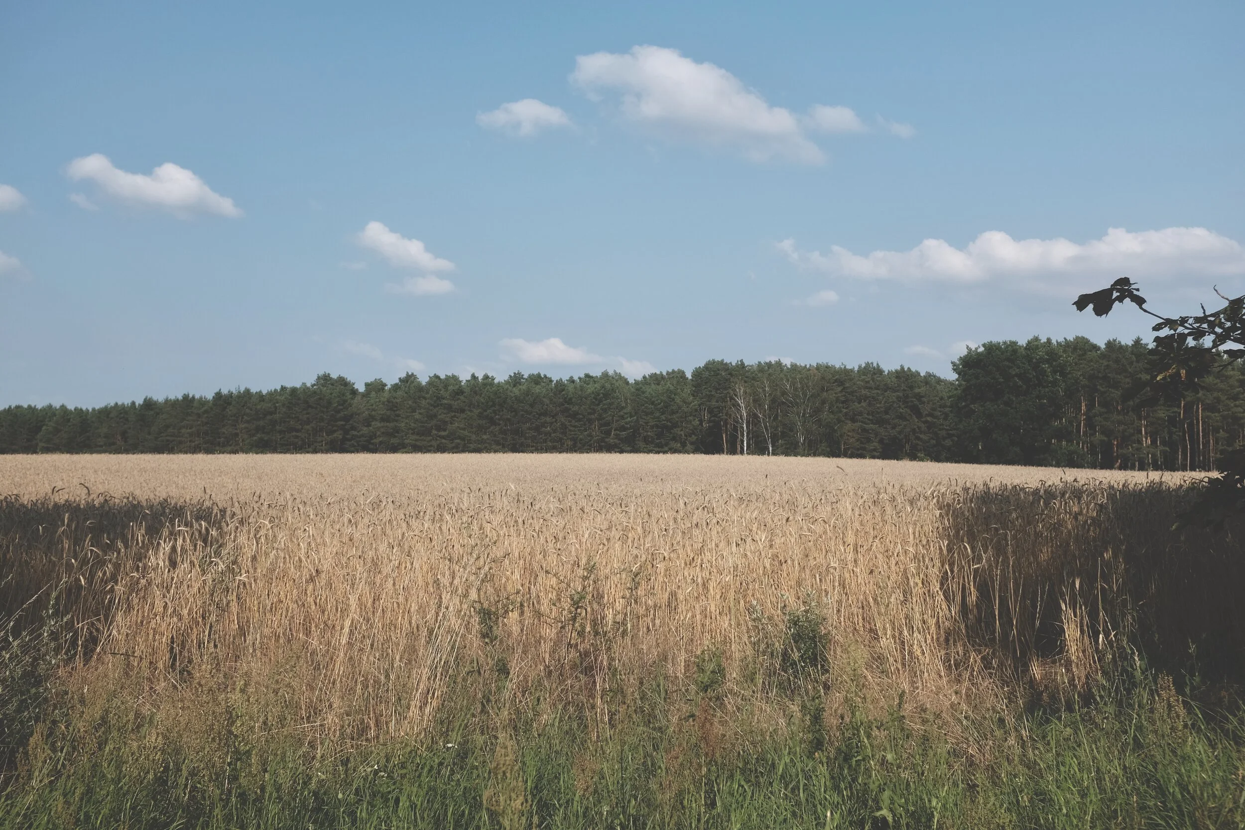 Brandenburg fields. Fujifilm 100X.