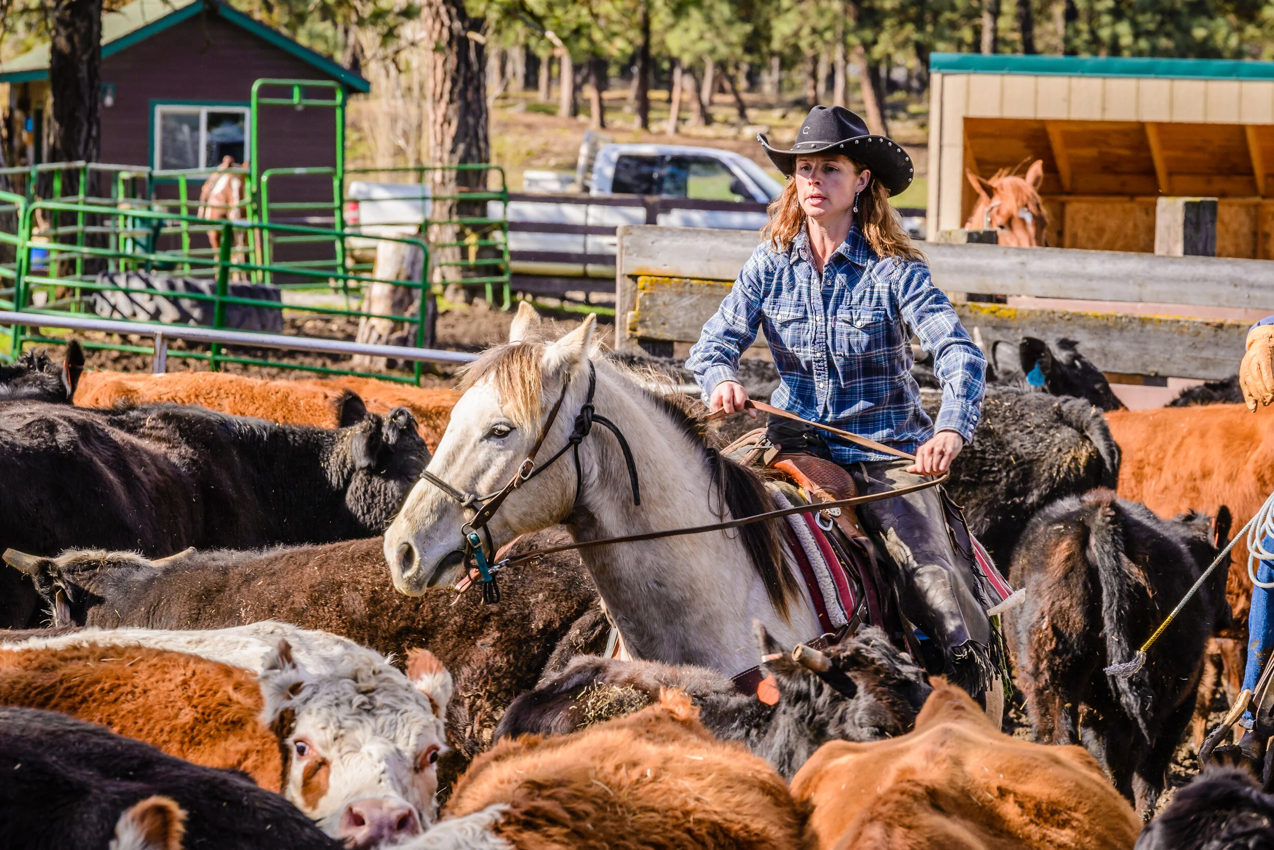 Washington Beef Ranchers About — Browning Beef