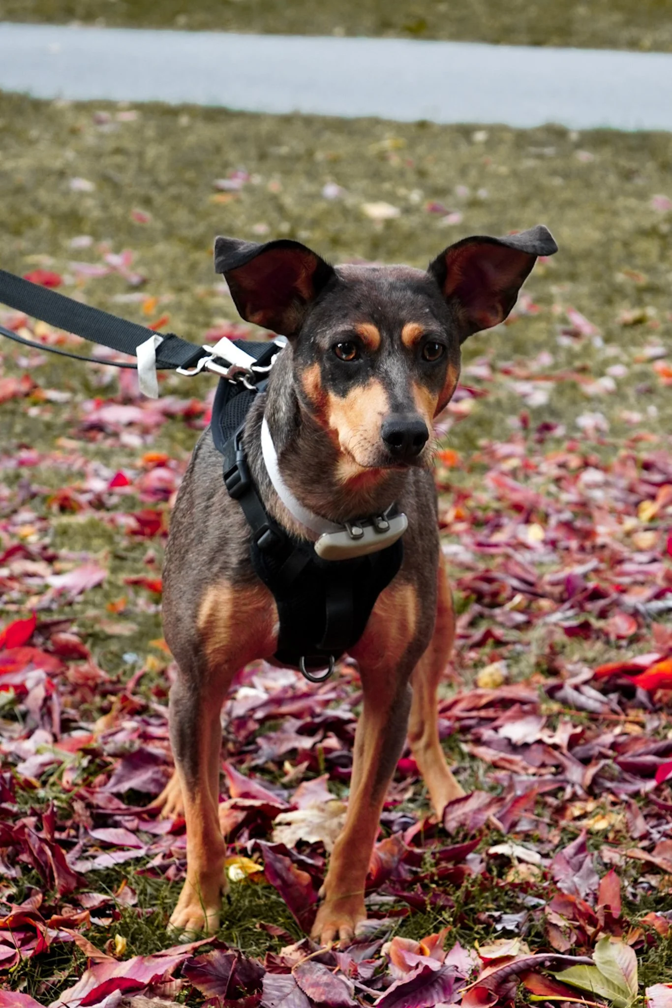 Terrier Small Doberman Mix Doberman Pinscher Lab Mix Mousy