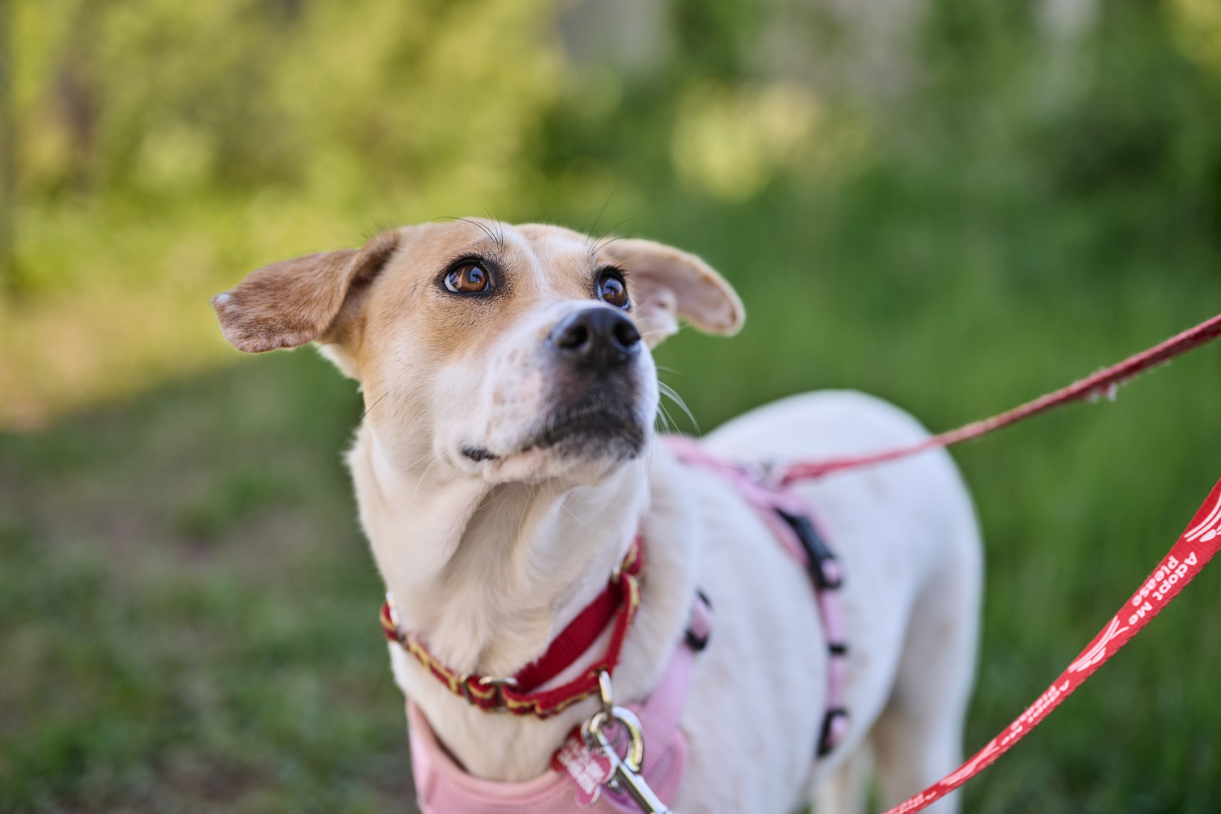 Parkwood's Pet Fest Market