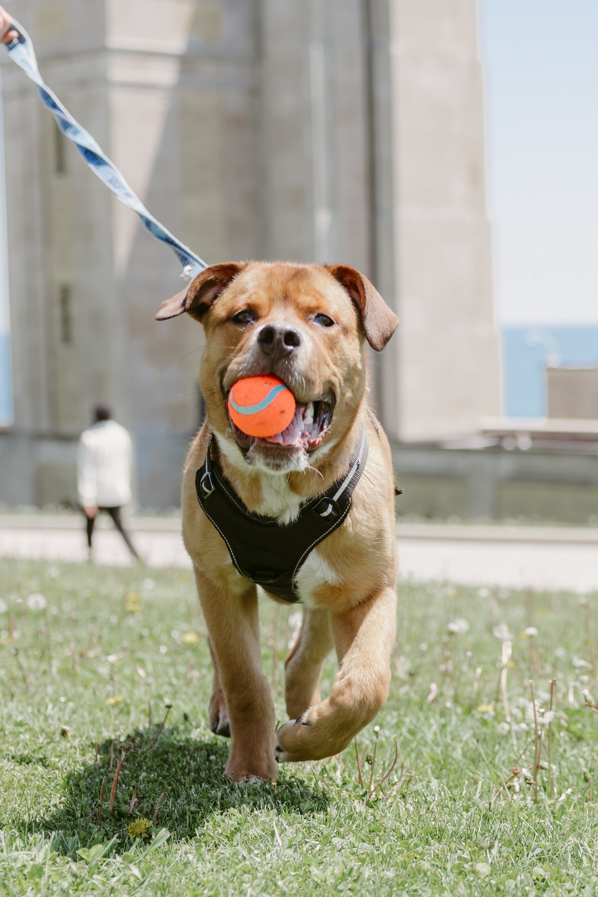James Gardens Outdoor Adoption Event