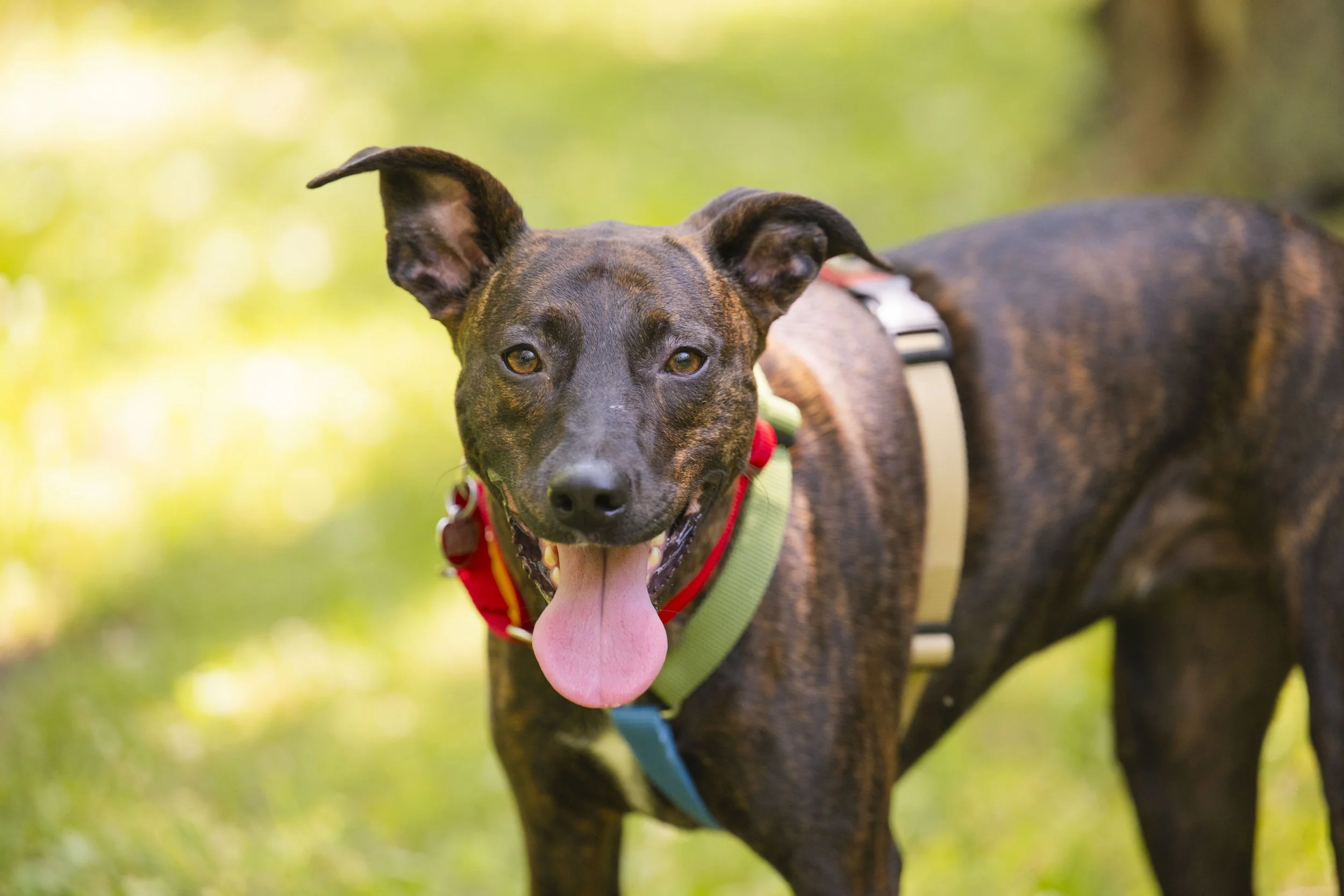 Dog Days of Summer Market