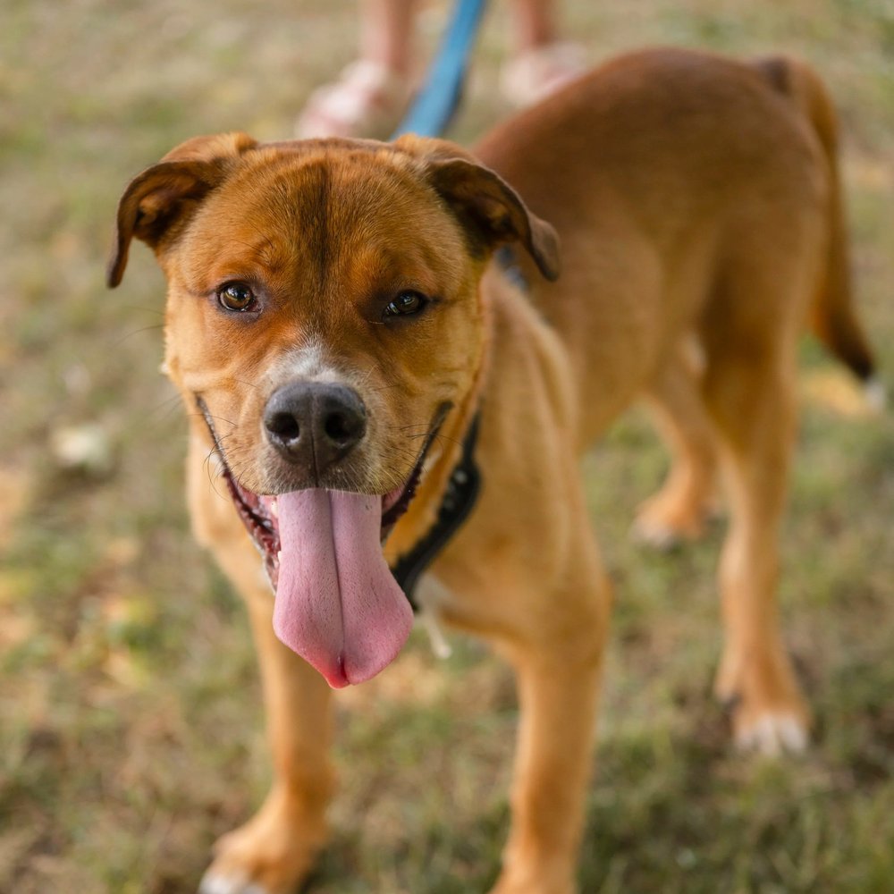 How Much Does a Dog Cost to Adopt: Essential Guide to Fees & Tips