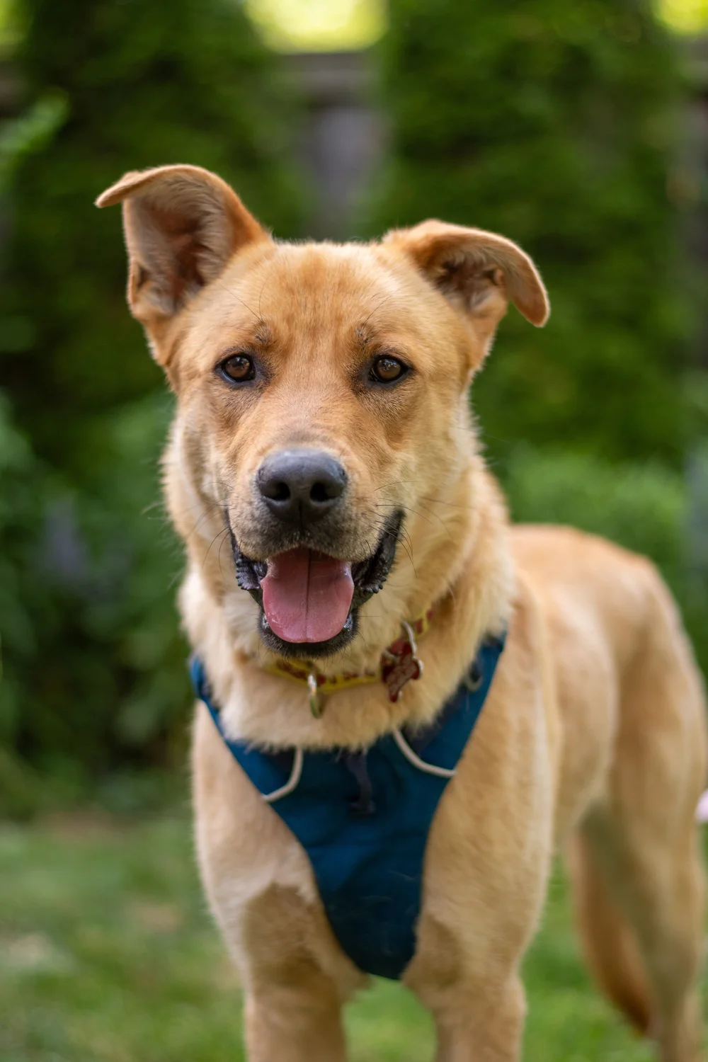 How Much is Adopting a Dog: True Costs You Need to Know