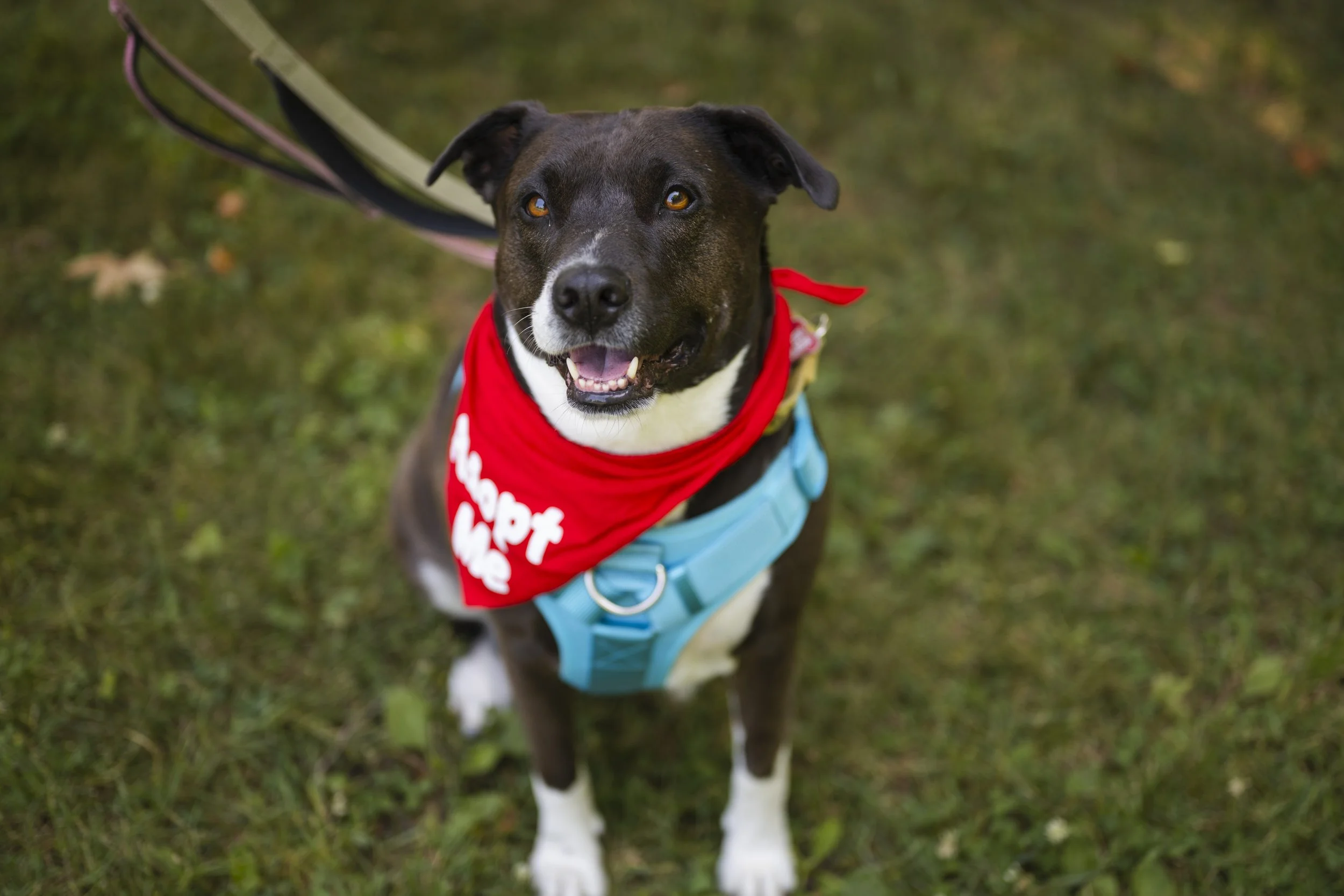 What is a Rescue Dog: Heartwarming Stories and Essential Facts