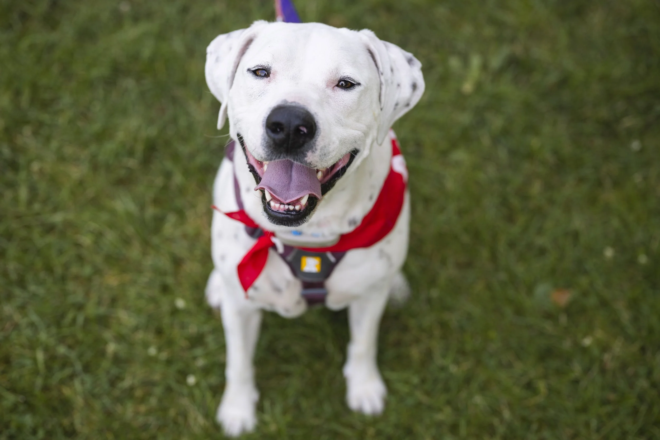 James Gardens Outdoor Adoption Event