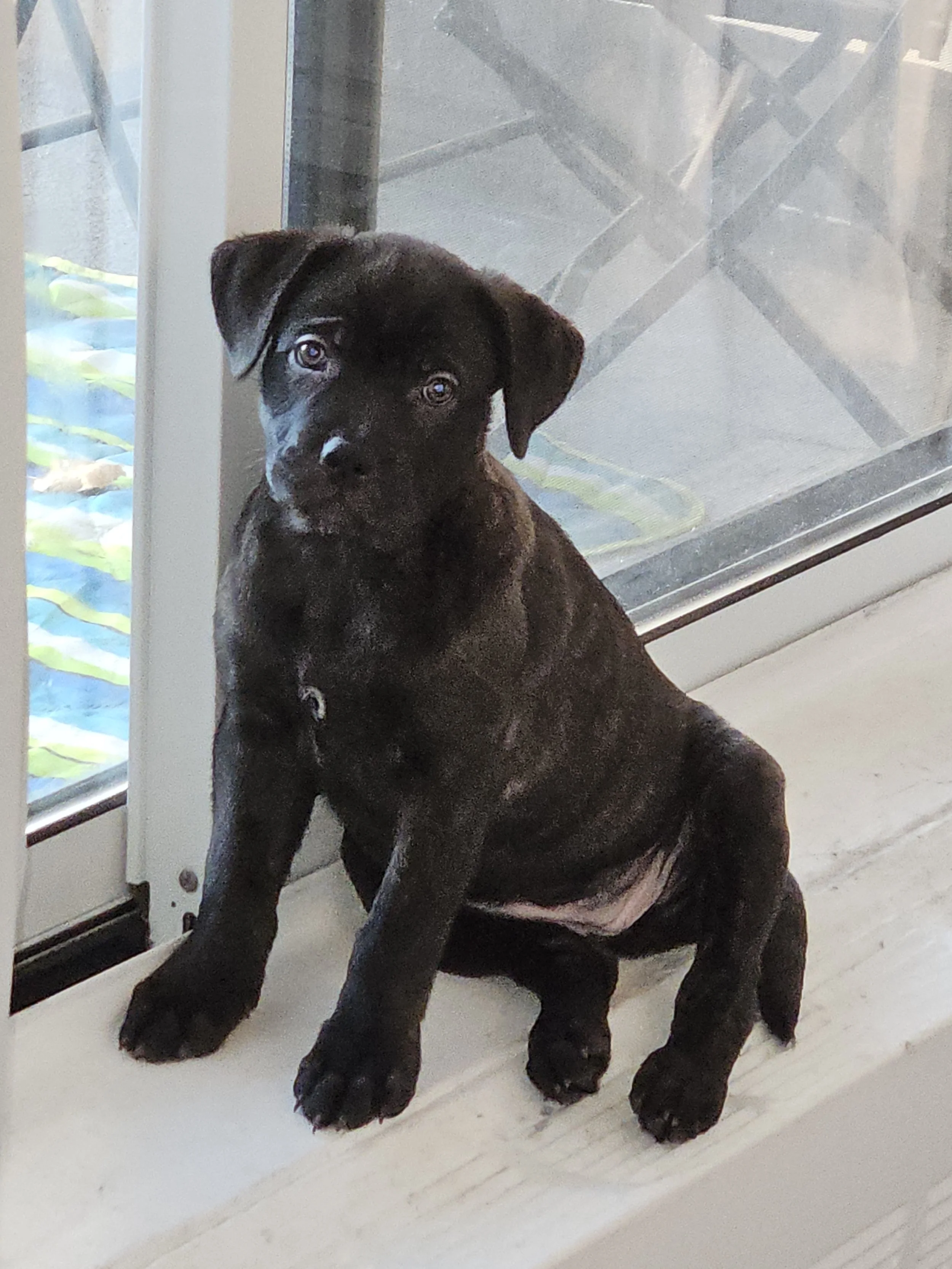Pip