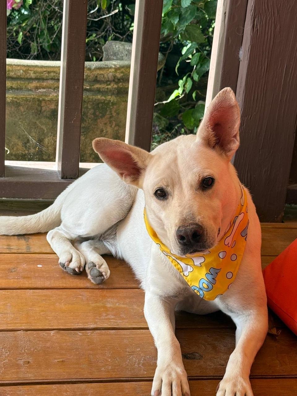 Bella (Foster-to-Adopt)