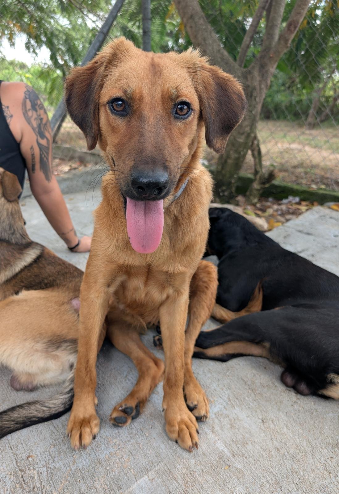 Laguna (Foster-to-Adopt)