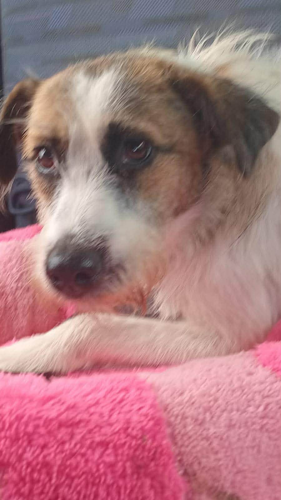 Patches (Foster-to-Adopt)