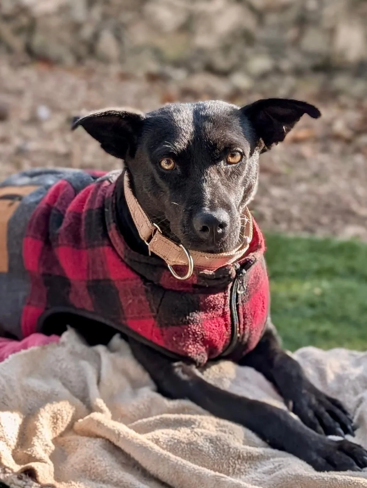 Chapita (Foster-to-Adopt)